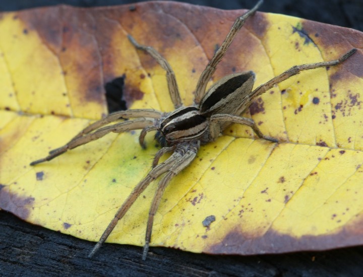 Rabid Wolf Spider